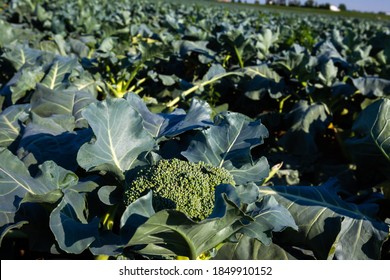 Brocoli Crowing. Close-up View On A Growing Plant In A Large Commercial Field Crop.