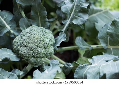 Brocoli Plant In Field. Raw Broccoli Growing In Organic Vegetable Garden.