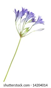 brodiaea single stem