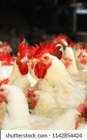 Broiler Breeder Chickens On A Poultry Farm