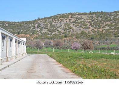 Broiler Breeder Coops From Outside, Poultry Farm