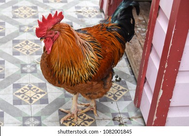 Broiler Breeder In The Farm
