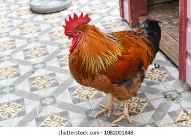 Broiler Breeder In The Farm
