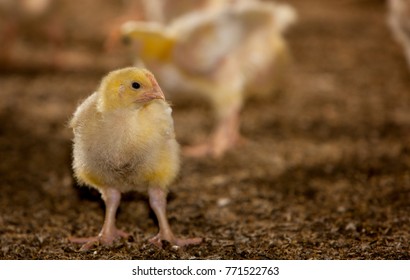 Broiler Chicken 14 Days Old