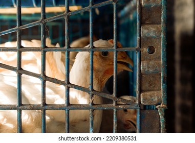  Broiler Chicken Inside The Bars For Meat Production.