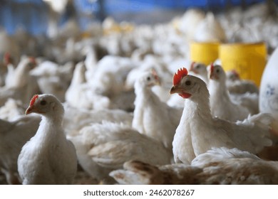 Broiler chicken in a poultry farm
