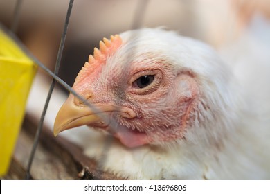 Broiler Chicken Poultry Farm.Domestic Layer Hen Close Portrait.Chicken Broiler Raised For Meat In Hen House.Chicken Farm Coop Background.Farm Birds Layers Raised For Eggs.Poultry Farming With Broilers