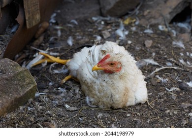 A broiler chicken is sick she has bad legs lives on a farm.