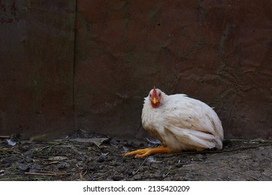 A Broiler Chicken Is Sick She Has Bad Legs Lives On A Farm.