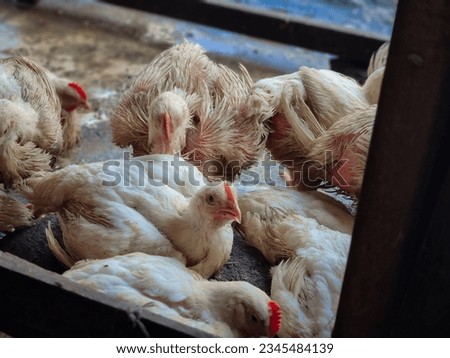 Broiler chickens in cages ready to be slaughtered for consumption. Poor chickens.