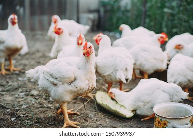 Broiler Chickens. Chicken Farm. Bird Flu. Chicken Meat