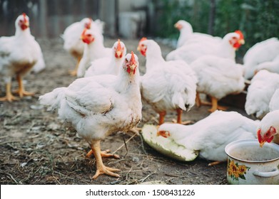Broiler Chickens. Chicken Farm. Bird Flu. Chicken Meat