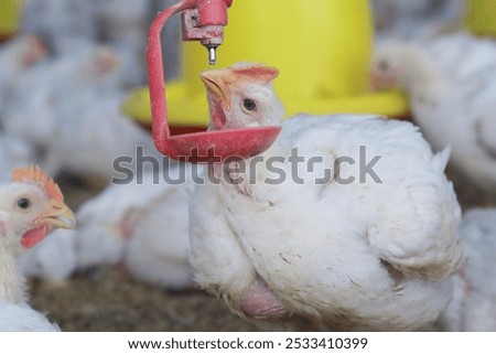 broiler chickens are drinking water with an automatic nipple drinker              