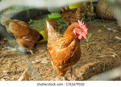 Broiler Chickens For Food And Commercial Sales In Thailand