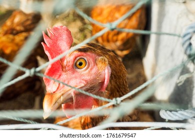 Broiler Chickens For Food And Commercial Sales In Thailand