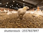 broiler chickens in a large poultry house of a farm for growing meat breeds of chicken, small chickens in down and feathers during cultivation at a poultry farm