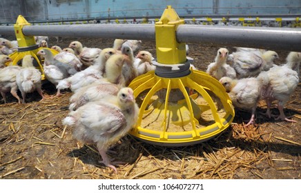 Broiler Chickens On A Modern Poultry Farm Near Feeders With Feed