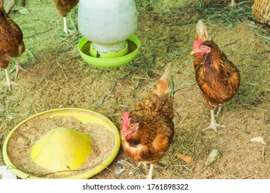 Broiler Chickens Are Used For Consumption And Commercial Sales In Thailand.