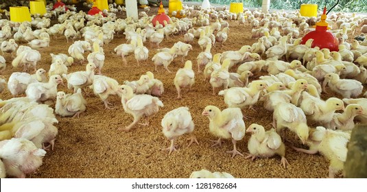 Broiler chicks placed on a small poultry house