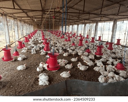 Broiler or Cornish chicken farm with red color automatic poultry waterer and feeder, flocks eating feed and moving around