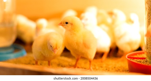 Broiler cross chickens in a brooder with a feeder and a drinking bowl. Two chicks in focus. Shallow depth of field.