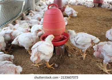 Broiler Hen Drinking Water In The Farm