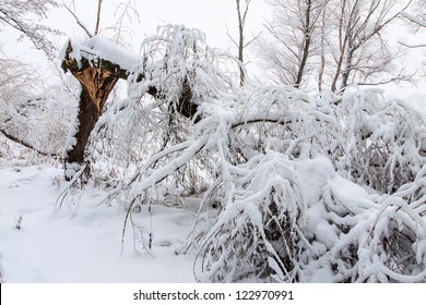 Broke down tree on the severity of fallen snow