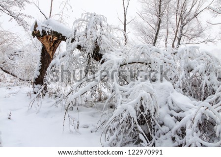 Broke down tree on the severity of fallen snow