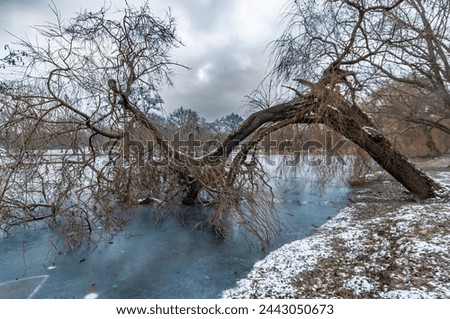 Similar – Image, Stock Photo winter break Willow tree