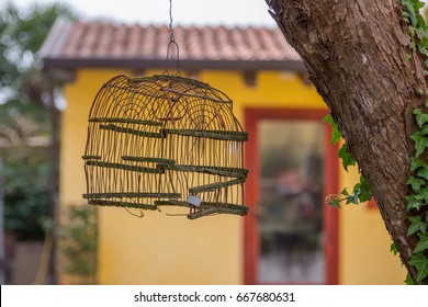 Broken Birdcage Hanging From Tree With Ivy Growing On It