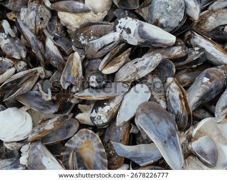 Broken black mussels shells and seashells  lying ontop of each other.
