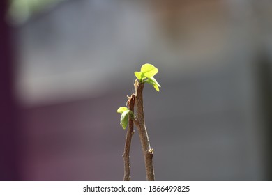 It's A Broken Branch Little Plant Still Alive With Those Beautiful Green Leaves.