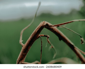 a broken branch from a tree