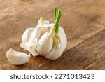 Broken bulb of white garlic with sprouted cloves on wooden cutting board. Sprouted garlic for planting in spring.