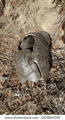 The broken carapace and remains of a large dead turtle during a dry, sunny day.