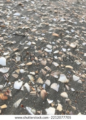 Broken clam shells on Beach