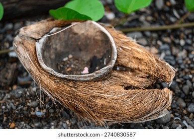 Broken coconut shell resting on a rocky beach representing coastal life and natural organic textures.