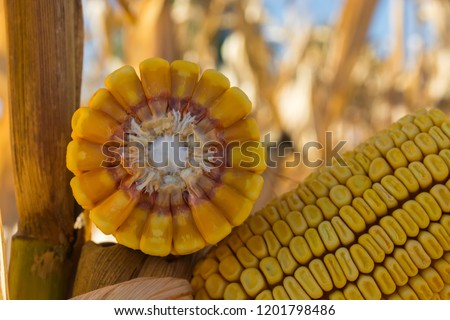 broken corn stalk with a thin stem and large grain
