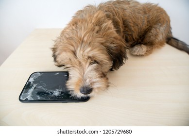 Broken And Damaged Smartphone With Cracks On Glass Screen Next To Disobedient Puppy. Accident. Dog Has Ruin And Bitten The Cell Phone. Concept Of Warranty And Lost Smartphone 
