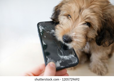 Broken and damaged smartphone with cracks on glass screen next to disobedient puppy. Accident. Dog has ruin and bitten the cell phone. Concept of warranty and lost smartphone 

