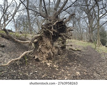 Broken and decayed tree branches in a field in Scotland, showing dead wood, natural decay, woodland debris and rural countryside in East Lothian.
