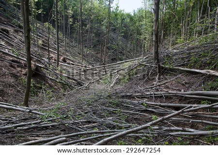 Similar – Foto Bild Valentinstag Wald Baum