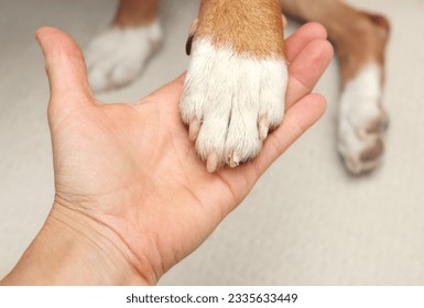 Broken dog nail examination by owner or veterinarian. Hand holding dog paw with split nail or claw. Dog claw broken but is quick not damaged. Pet first aid or and grooming concept. Selective focus. - Powered by Shutterstock