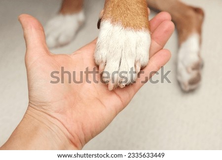 Broken dog nail examination by owner or veterinarian. Hand holding dog paw with split nail or claw. Dog claw broken but is quick not damaged. Pet first aid or and grooming concept. Selective focus.