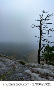 Broken Dry Pine Bonsai Tree On Rocky Cliff. Daybreak On Rocky Peak.