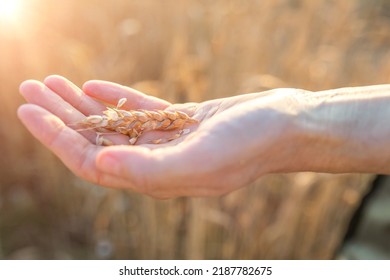 A Broken Ear In The Farmer's Hand Against The Background Of A Wheat Field At Sunset. Grain Maturation Check, Harvest, Agriculture Concept. Copy Space