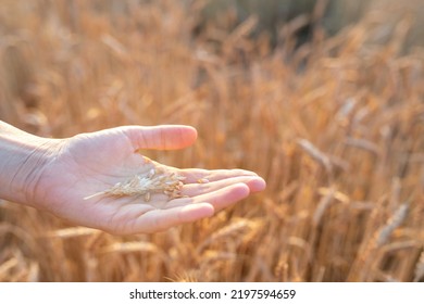 A Broken Ear In The Farmer's Hand Against The Background Of A Wheat Field At Sunset. Grain Maturation Check, Harvest, Agriculture Concept. Copy Space