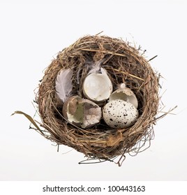 Broken Egg Shells In Nest  On White Background