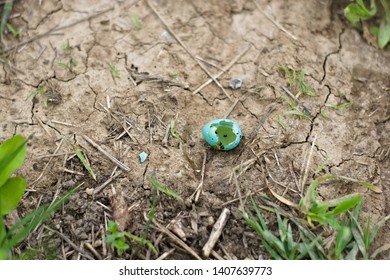 Broken Egg Of Thrush Bird On The Ground