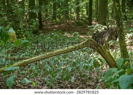 Broken fallen tree branch lying on green forest floor covered with vegetation in summer sunlight
